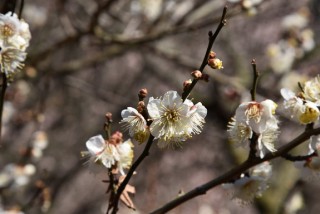 熱海梅園にて