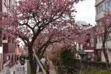 熱海・糸川の桜