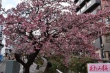 あたみ桜（糸川）