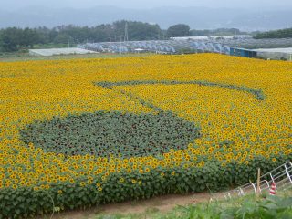 明野のひまわり畑