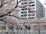 京浜急行と桜