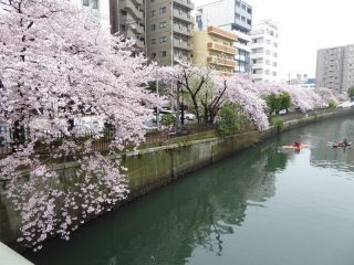 大岡川の桜